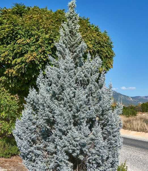 Juniperus scopulorum 'Moonglow'